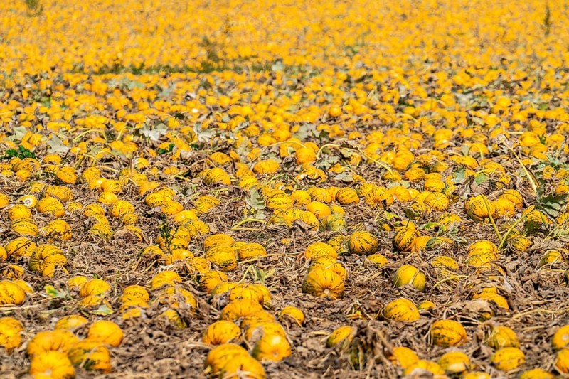 Field with Styrian oil pumpkins, partly dried up due to the drought in summer 2020, on the Lower Rhine near Uedem, North Rhine-Westphalia, Germany, Europe