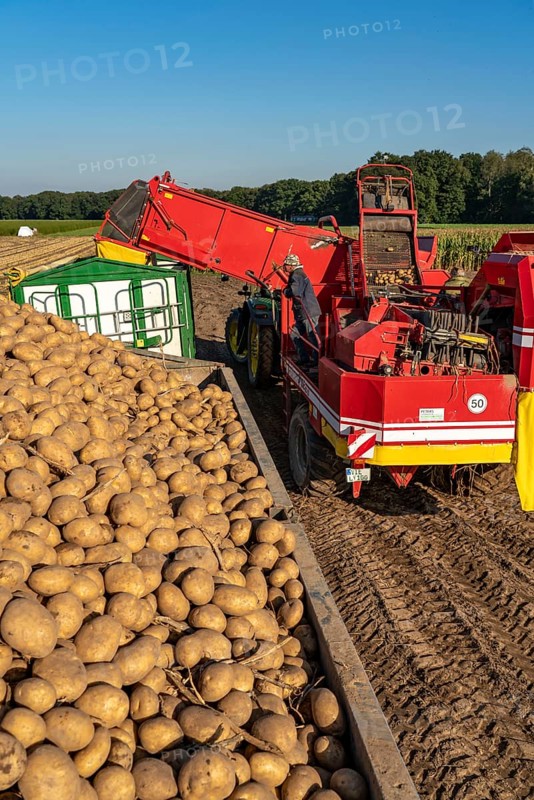 Potato harvesting, so-called split harvesting method, first the tubers are taken out of the ground with a row planter, then, after a short drying phase, collected with a bunker harvester and loaded, North Rhine-Westphalia, Germany, Europe