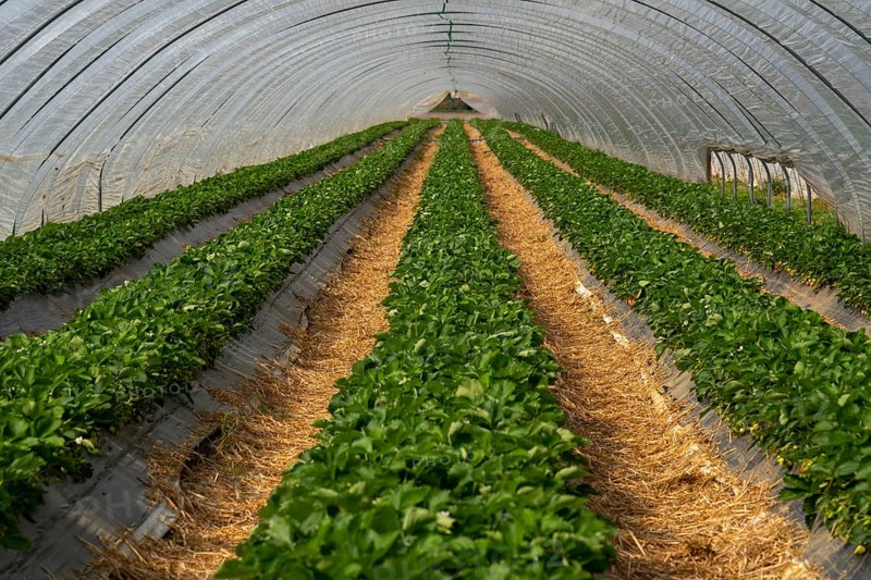 Open field strawberry cultivation in a foil greenhouse, young strawberry plants growing, near Dormagen, Rhineland, North Rhine-Westphalia, Germany, Europe