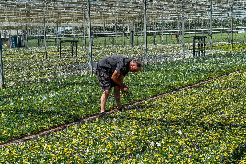 Horticultural business, greenhouse, various types of potted plants are grown here to be sold in flower shops, supermarkets, DIY stores, garden centres, North Rhine-Westphalia, Germany, Europe