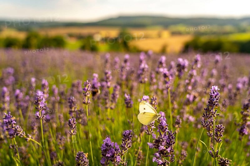 Small white, butterfly, on lavender fields in East Westphalia Lippe, OWL, near the village of Fromhausen, near Detmold, the company Taoasis, has been planting organic lavender since 2017, for the extraction of fragrances, the fields attract many thousands of visitors in summer, North Rhine-Westphalia, Germany, Europe