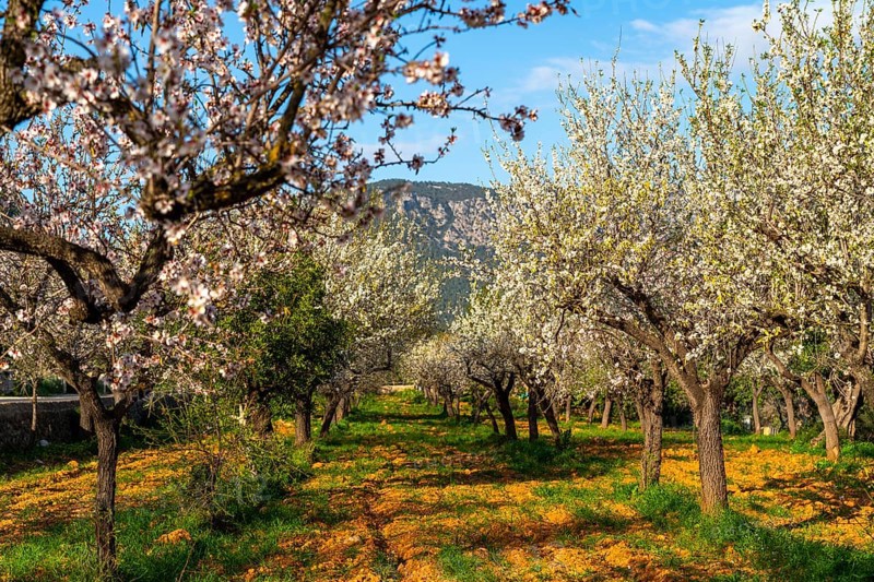 Almond blossom on Majorca, from January to March many hundreds of thousands of almond trees blossom on the Balearic island, near Bunyola, Majorca, Spain, Europe
