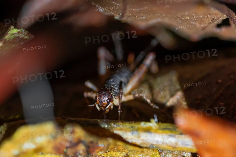 Cricket (Gryllidae) sitting on the forest floor, at night in the tropical rainforest, Refugio Nacional de Vida Silvestre Mixto Bosque Alegre, Alajuela province, Costa Rica, Central America
