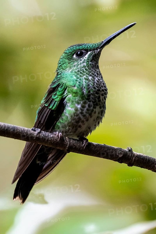 Green-crowned brilliant (Heliodoxa jacula) sitting on a branch, Monteverde Cloud Forest, Monte Verde, Costa Rica, Central America