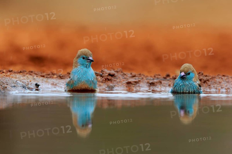 Angolan butterfly finch (Uraeginthus angolensis), blue-eared butterfly finch, adult, two birds, at the water, bathing, Kruger National Park, Kruger National Park, Krugerpark, South Africa, Africa