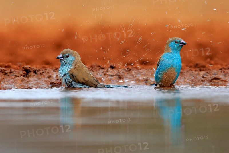 Angolan butterfly finch (Uraeginthus angolensis), blue-eared butterfly finch, adult, two birds, at the water, bathing, Kruger National Park, Kruger National Park, Krugerpark, South Africa, Africa