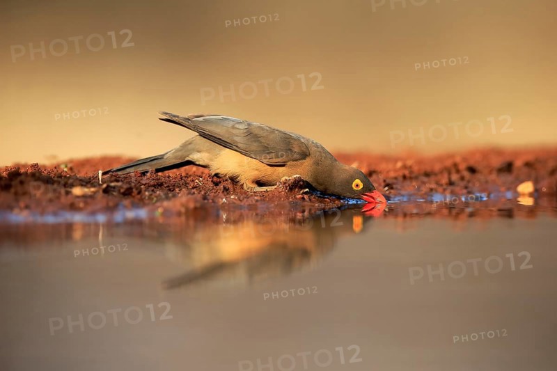 Red-billed oxpecker (Buphagus erythrorhynchus), adult, at the water, drinking, alert, Kruger National Park, Kruger National Park, Kruger National Park South Africa