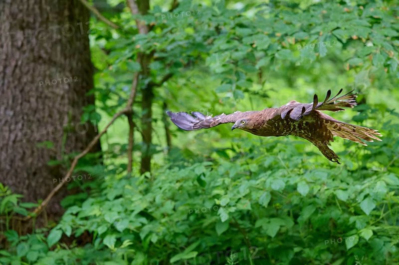 European honey buzzard (Pernis apivorus) in flight, Bavaria, Germany, Europe