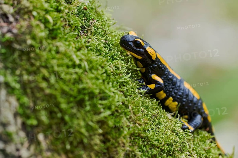Fire salamander (Salamandra salamandra), Lower Saxony, Germany, Europe