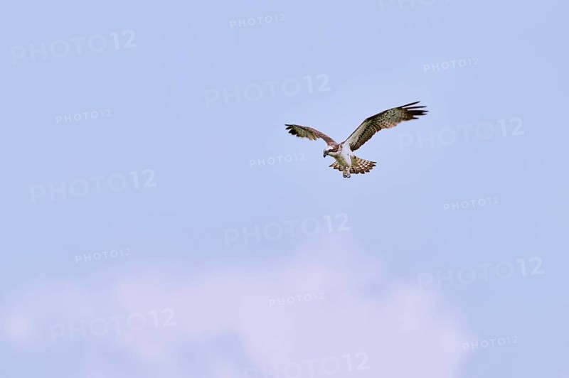 Western osprey (Pandion haliaetus) in flight, Lower Saxony, Germany, Europe