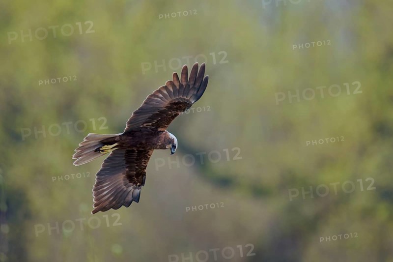 Western marsh-harrier (Circus aeruginosus) male in flight, Lower Saxony, Germany, Europe