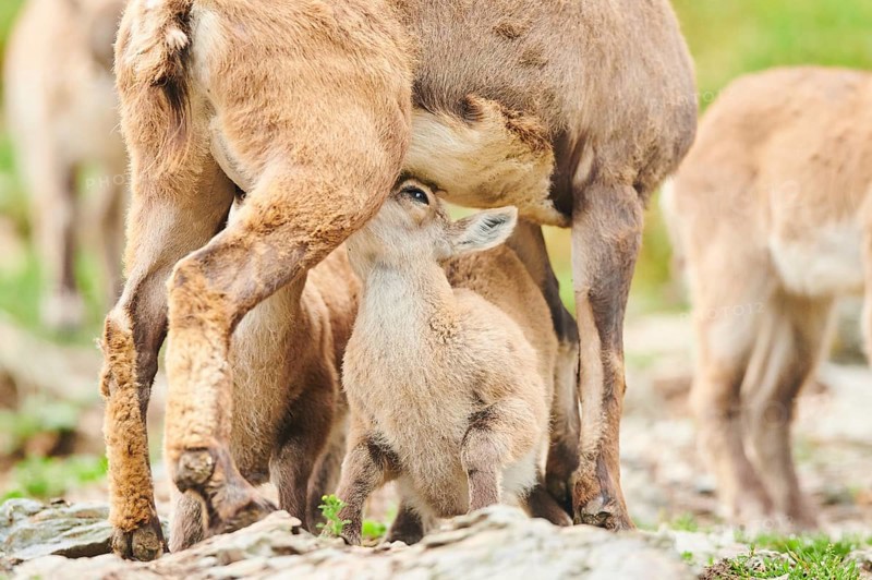 Alpine ibex (Capra ibex) youngster sugging milk at its mother, wildlife Park Aurach near Kitzbuehl, Austria, Europe