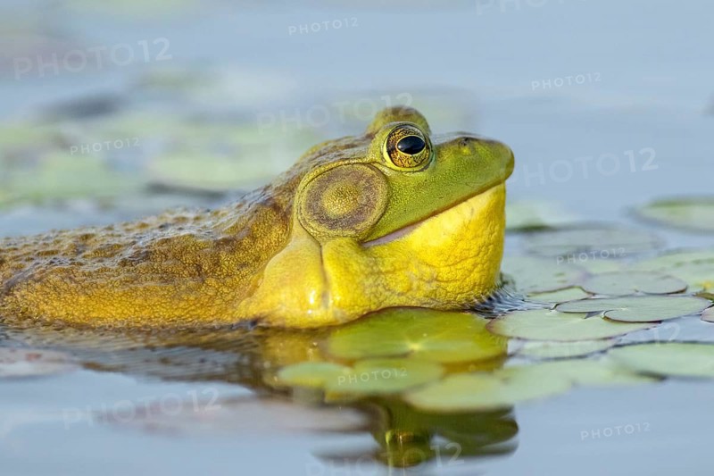 Bullfrog, Lithobates catesbeianus. A male bullfrog floating on a lake and calling when another male bullfrog gets too close to his territory. La Mauricie national park. Province of Quebec