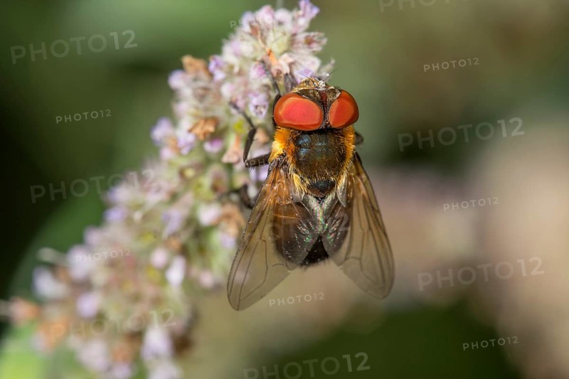 A bug fly (Tachinid Fly) female with red eyes sitting on a flower panicle of horse mint (Mentha longifolia, Baden-Württemberg, Germany, Europe