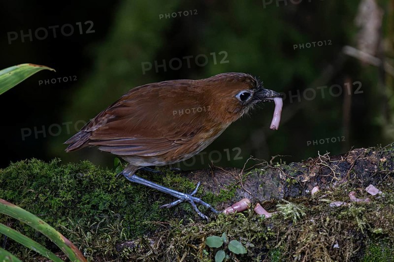 Yellow-breasted antpitta (Grallaria flavotincta), Mindo Forest Reserve, Mindo, Ecuador, South America