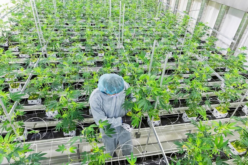 DEU/Saxony/Ebersbach The Saxon cannabis producer Demecan is now the first German company to be authorised to cultivate medicinal cannabis indefinitely under the new Cannabis Act. The company had been authorised to produce since 2019, albeit subject to conditions such as a maximum production quantity or regulated distribution. These conditions will now no longer apply, which will improve the supply situation for medicinal cannabis. The Federal Government Commissioner for Addiction and Drug Issues Burkhard Blienert and Health Minister Petra Köpping took a tour of the production facility to find out more about the production of medicinal cannabis., Federal Drug Commissioner Burghard Blienert and Health Minister Petra Köpping visit Saxon cannabis producer Demecan, Ebersbach, Saxony, Germany, Europe