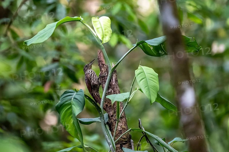 Tear tree climber (Xiphorhynchus lachrymosus) sitting on a tree, in the rainforest, Corcovado National Park, Osa, Puntarena Province, Costa Rica, Central America