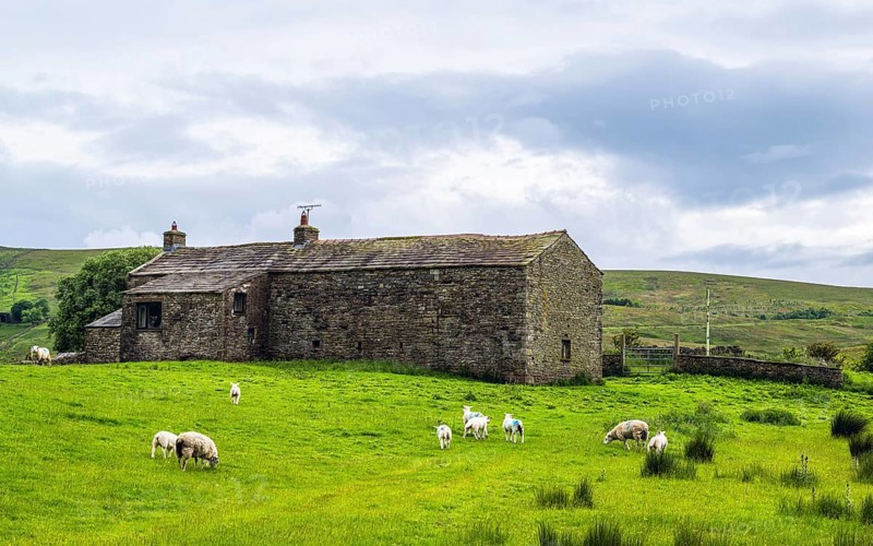 Sheeps and Farms in Yorkshire Dales National Park, North Yorkshire, England, United Kingdom, Europe