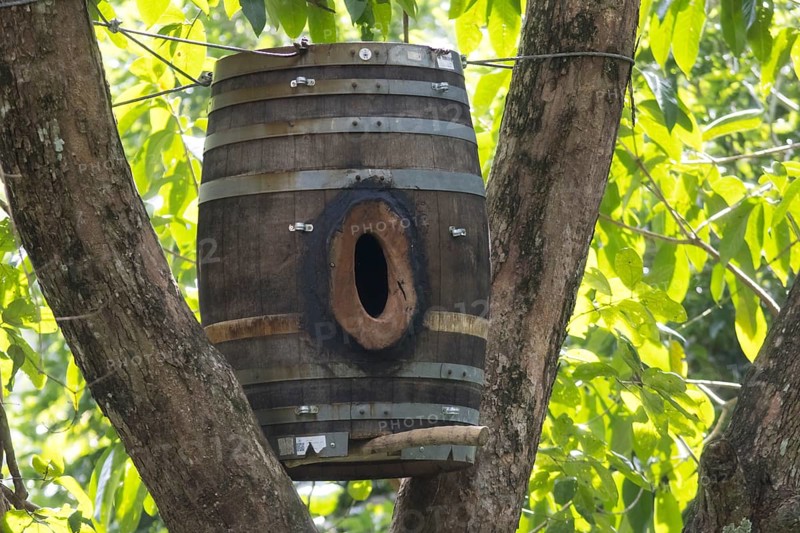Wooden barrel as a nest for hornbills, Kaeng Krachan National Park, Phetchaburi Province, Thailand, Asia