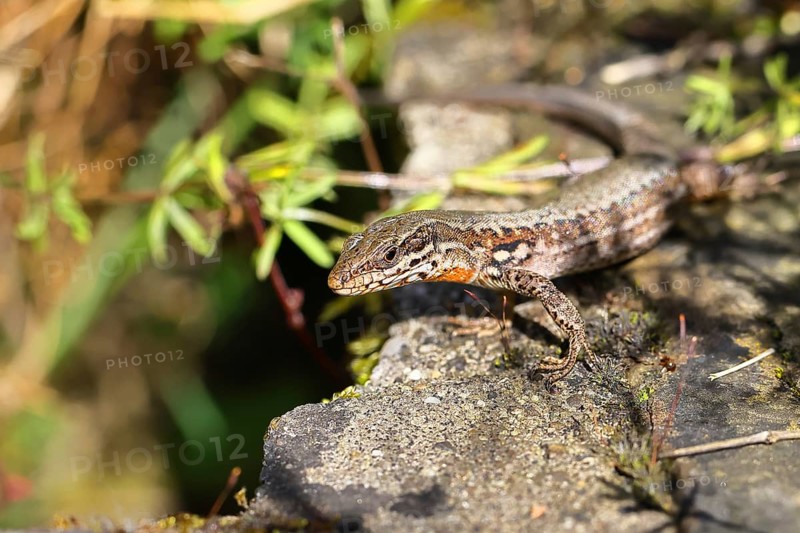 Wall lizard (Podarcis muralis), European wall lizard, in a vineyard, portrait, reptiles, animals, lizards, Cochem, Moselle, Rhineland-Palatinate, Germany, Europe