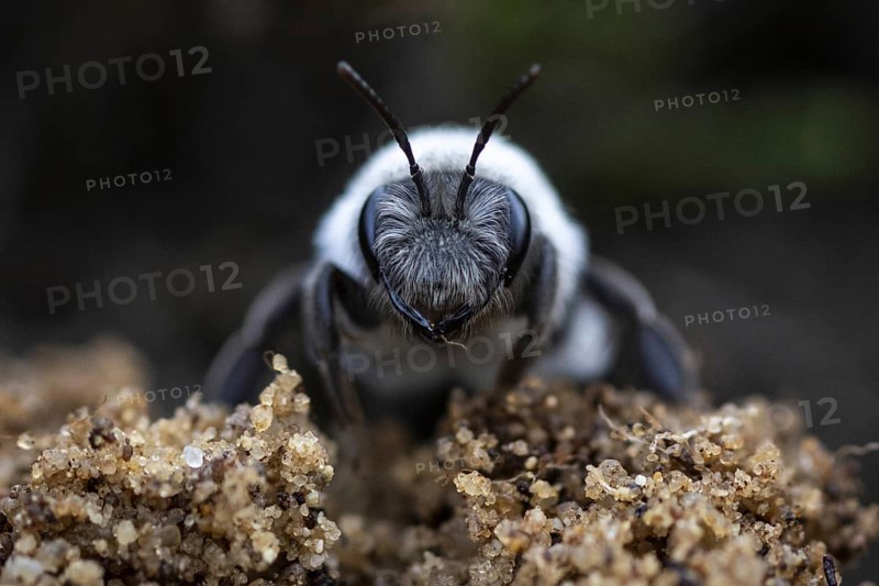 A willow sand bee in the Hohe Ward nature reserve in Münster, 08/04/2024