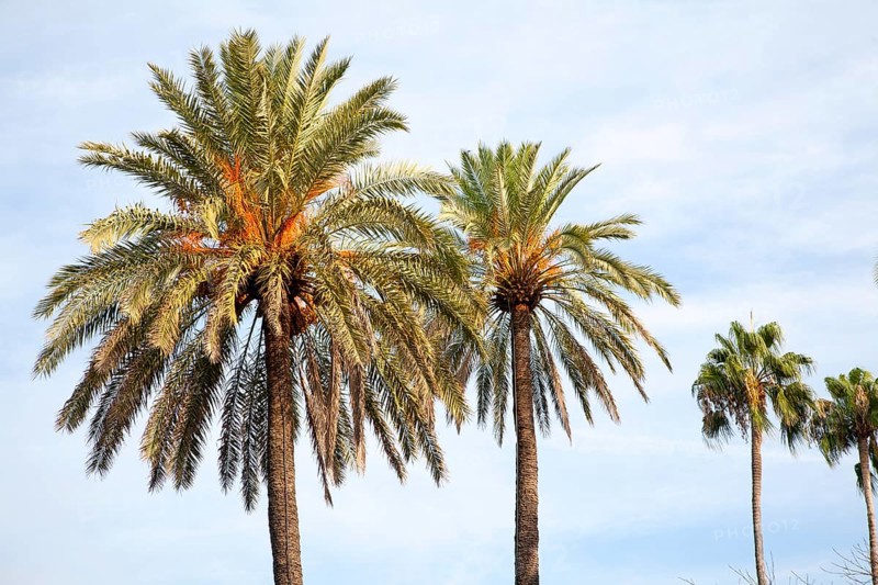 Date palm trees against blue sky in evening sunshine, Seville, Spain, Europe