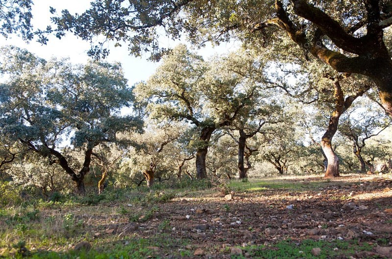 Cork oak trees in Sierra de Aracena, Huelva province, Spain, Europe
