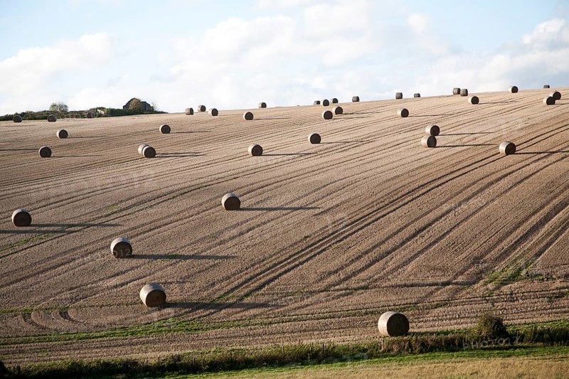 Round straw bales dotted around a sloping field, Marlborough Downs chalk hills, near Lockeridge, Wiltshire, England, UK