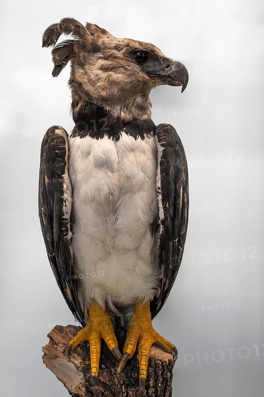 American harpy eagle (Harpia harpyja), bird of prey species of Central and South America, Natural History Museum, opened 1889, Vienna, Austria, Europe