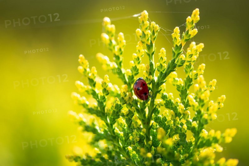 A ladybird crawls on the top of a green plant under a sunny sky, Germany, Europe