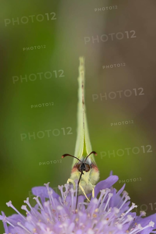 Brimstone butterfly (Gonepteryx rhamni) adult male insect feeding on a Field scabious flower in the summer, Suffolk, England, United Kingdom, Europe