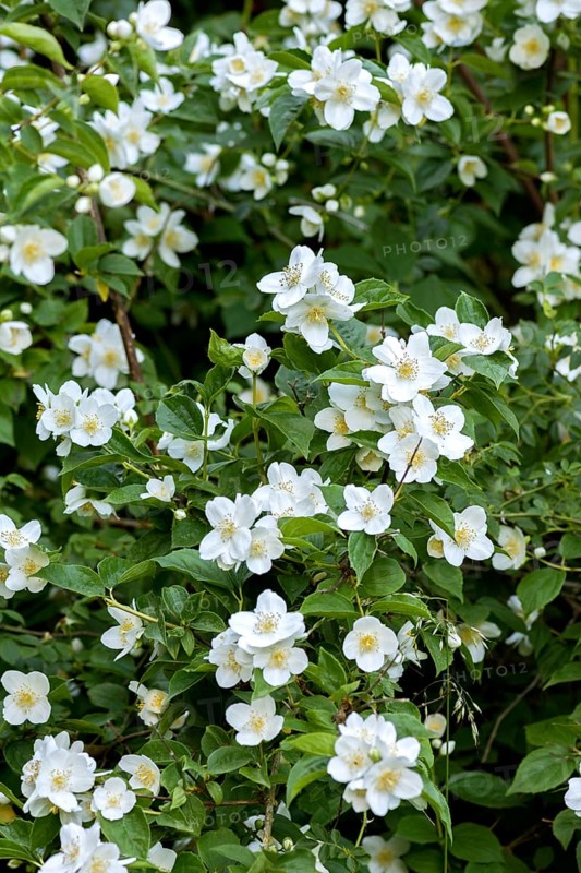 European or pale pipevine (Philadelphus coronarius), flowers, also known as false jasmine, summer jasmine, farmer's jasmine, Germany, Europe