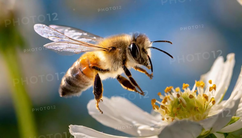 Animals, Symbol, Bee, Honey bee flies towards a flower, Apis mellifera, AI-generated, AI generated