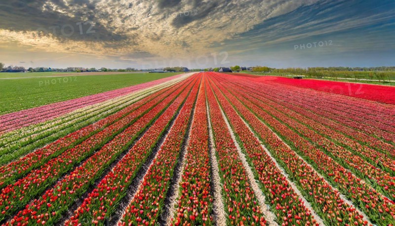 Agriculture, dense, intensely red blooming tulip field up to the horizon, aerial view, from above, Holland, AI generated, AI generated