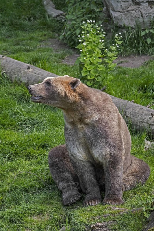 Captive bred Polar bear, brown bear hybrid also called grolar bear, pizzly bear, nanulak at Osnabrück Zoo, Germany, Europe
