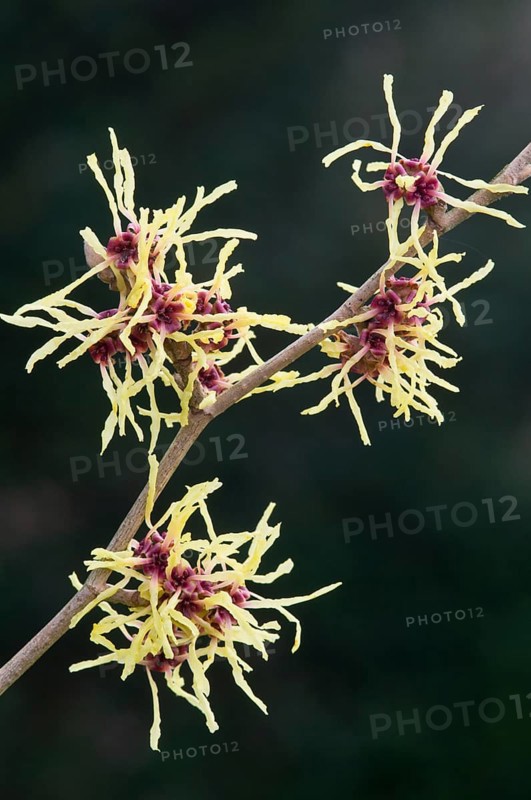 Witch hazel (Hamamelis mollis Pallida), Emsland, Lower Saxony, Germany, Europe