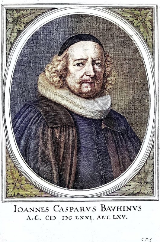 Johann Caspar Bauhin (born 12 March 1606 in Basel, died 14 July 1685 in Basel) was a Swiss physician and botanist, Historical, digitally restored reproduction from a 19th century original, Record date not stated