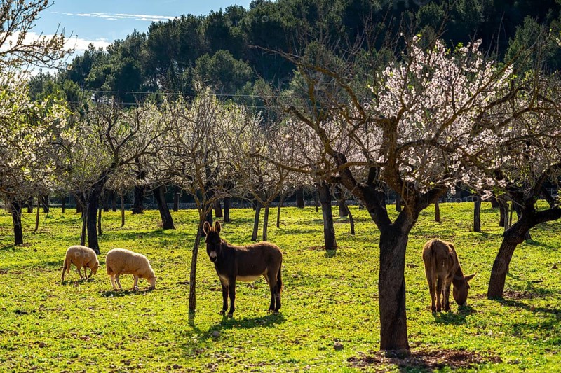 Almond blossom on Majorca, from January to March many hundreds of thousands of almond trees blossom on the Balearic island, Majorca, Spain, Europe