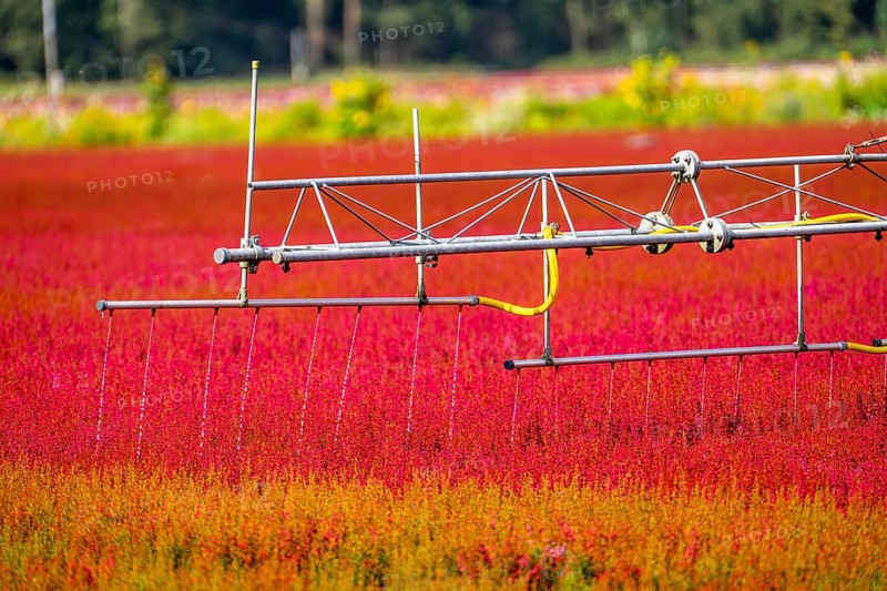 Automatic irrigation on an outdoor area of a horticultural business, autumn plants, heather plants, bell heather, near Kevelaer, North Rhine-Westphalia, Germany, Europe