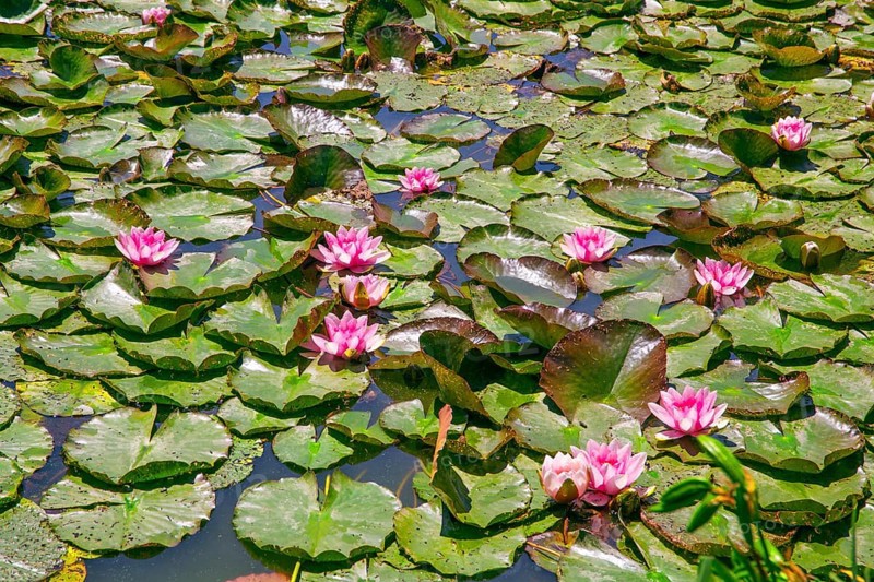 Water lilies in the castle pond at Hämelschenburg Castle, Weser Renaissance castle, municipality of Emmerthal, Emmer, Emmental, Weserbergland, Lower Saxony, Germany, Europe