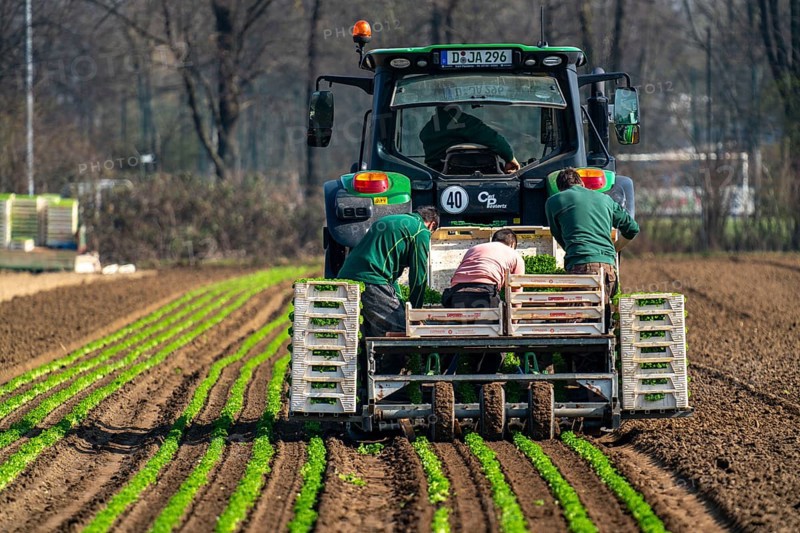Agriculture, herb gardening, parsley is planted in rows in a field with a planting machine