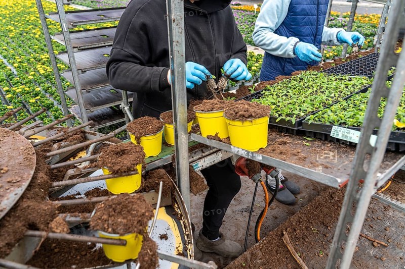Horticultural business, greenhouse, young plants are potted, the potting soil is filled into the flower pots with a potting machine, employees place the young plants, balcony plants, ornamental plants, into the pots, they are then placed in beds to grow there, Straelen, North Rhine-Westphalia, Germany, Europe