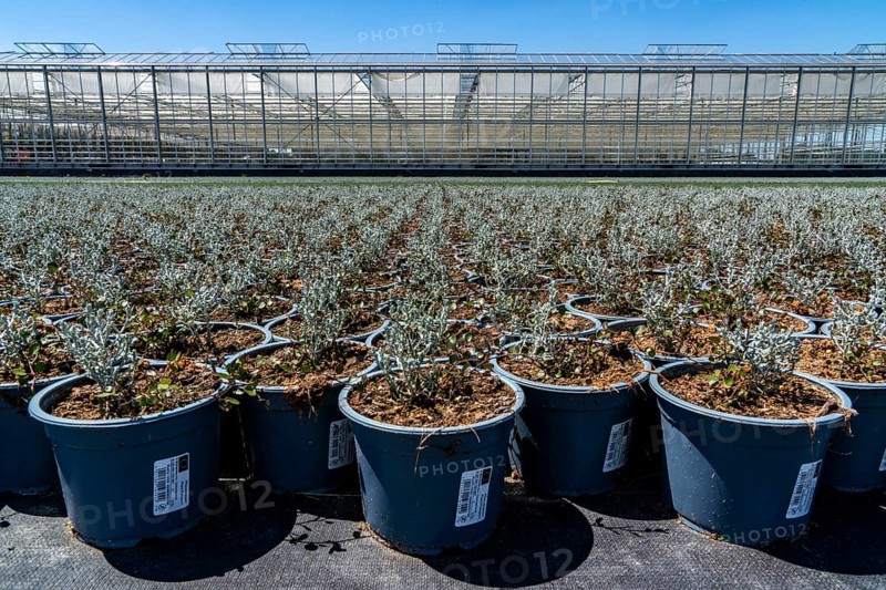 Horticultural business, greenhouse and open-air, various types of potted plants are grown here to be sold in flower shops, supermarkets, DIY stores, garden centres, North Rhine-Westphalia, Germany, Europe