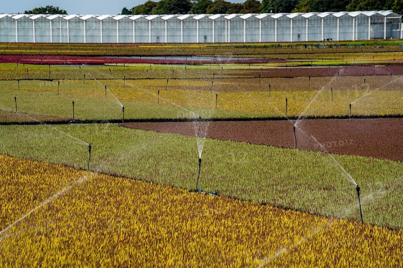 Horticultural business, irrigation with a sprinkler system, outdoors, plants grow here to be sold in flower shops, supermarkets, DIY stores, garden centres, North Rhine-Westphalia, Germany, Europe