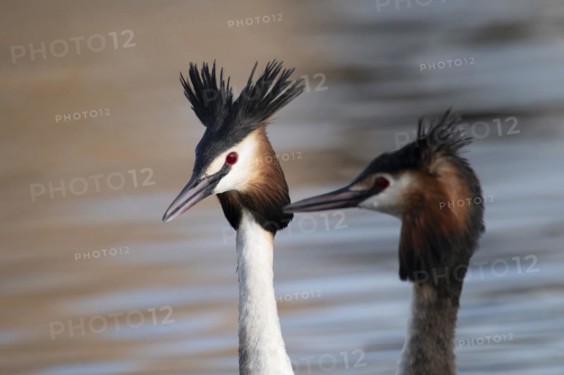 Great Crested Grebe (Podiceps cristatus), pair, during courtship, portrait, side by side, swimming on lake, Lake Phoenix, Dortmund, Germany, Europe