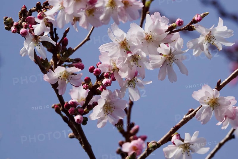 Blossom of the Higan cherry at the end of February, Germany, Europe
