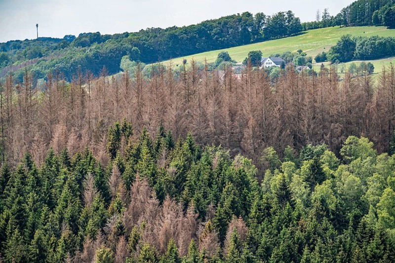 Forest dieback in the Bergisches Land, near Engelskirchen, over 70 per cent of the spruce trees are diseased, damaged, mostly by the bark beetle, which was able to spread due to drought and heat, climate change, attempts are being made to adapt the forest to climate change by replanting other tree species, North Rhine-Westphalia, Germany, Europe