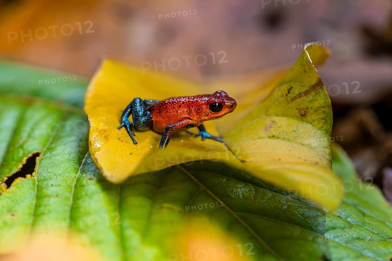 Strawberry poison-dart frog (Oophaga pumilio) sitting on a yellow leaf, Heredia province, Costa Rica, Central America