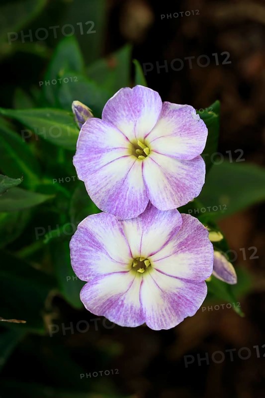 Garden phlox (Phlox paniculata), also known as the panicled flame flower, flowering, Ellerstadt, Germany, Europe