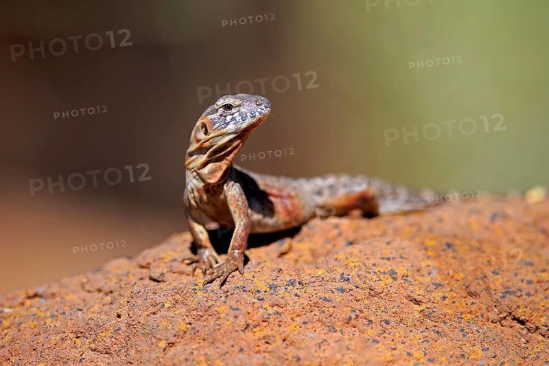 East Mexican Black Iguana, (Ctenosaura acanthura), adult, on rocks, foraging, warming up, sunbathing, Sonoran Desert, Arizona, North America, USA, North America